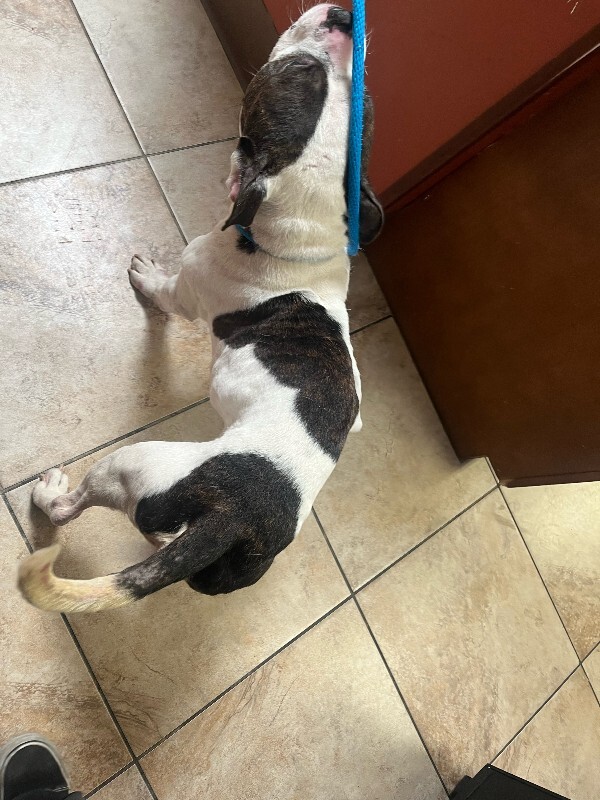 View Chompers the Dog Photo #3