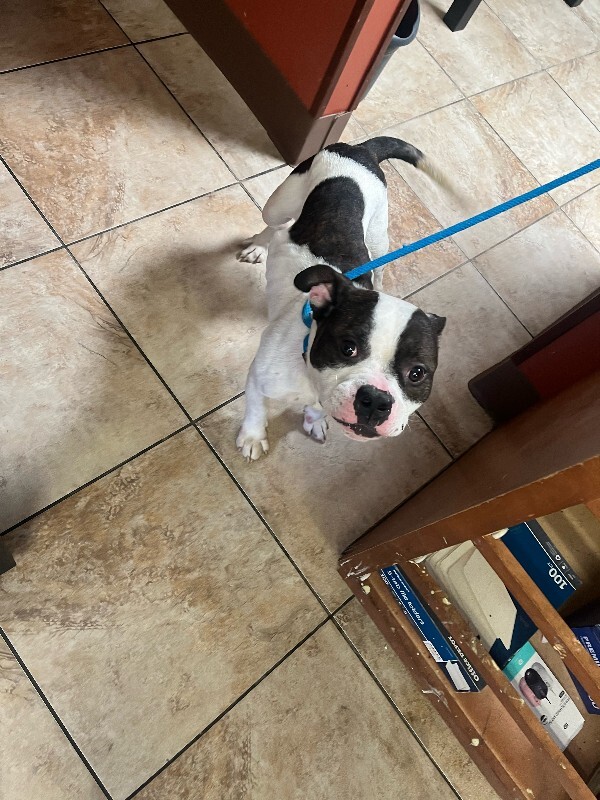 Learn More About Chompers image1 2026 01 17T112946.433