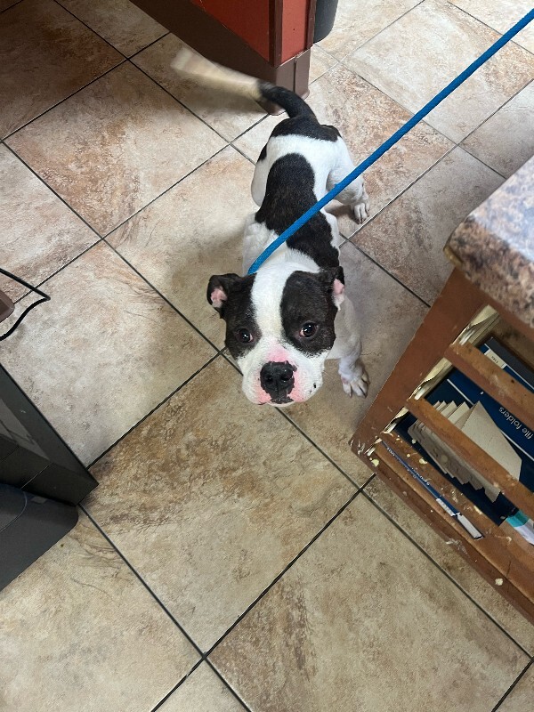 View Chompers the Dog Photo #4