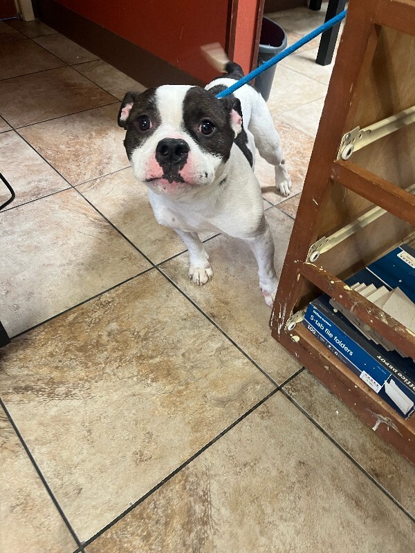 View Chompers the Dog Photo #5