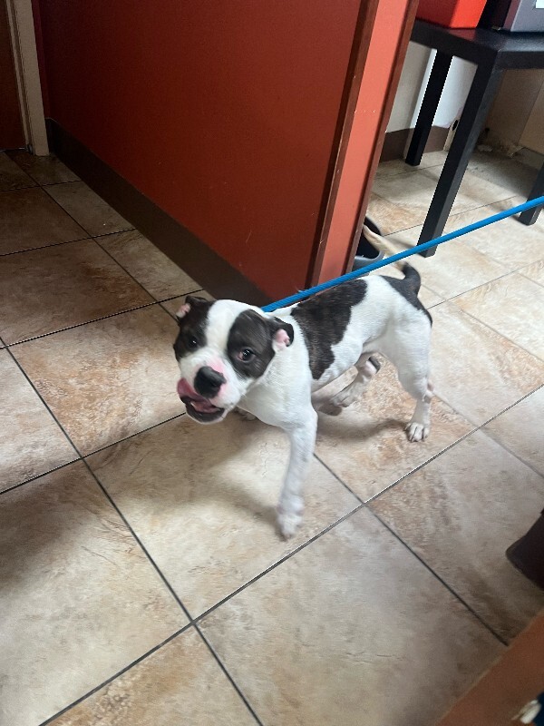 View Chompers the Dog Photo #2