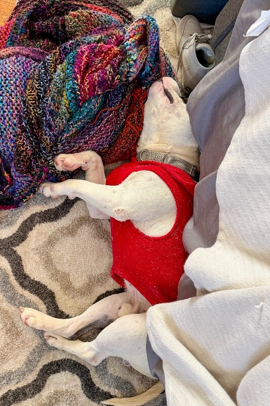 View Chompers the Dog Photo #4