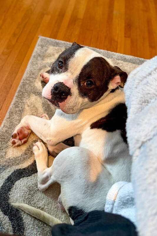 View Chompers the Dog Photo #2