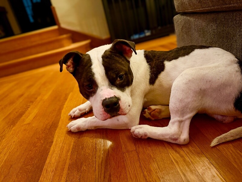 View Chompers the Dog Photo #5