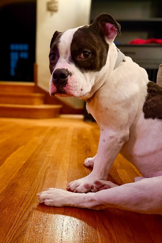 View Chompers the Dog Photo #3