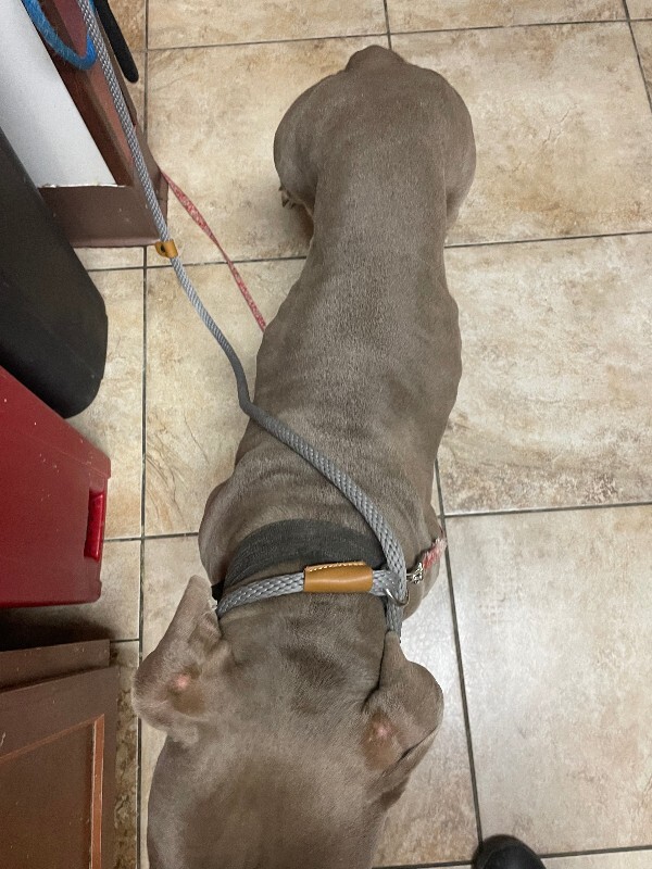 View Athena the Dog Photo #2