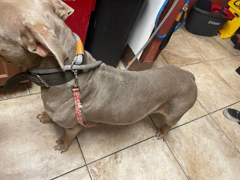 View Athena the Dog Photo #3