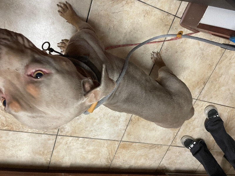 View Athena the Dog Photo #4