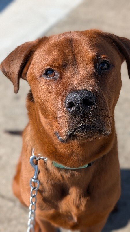 View Magic Dan the Dog Photo #13