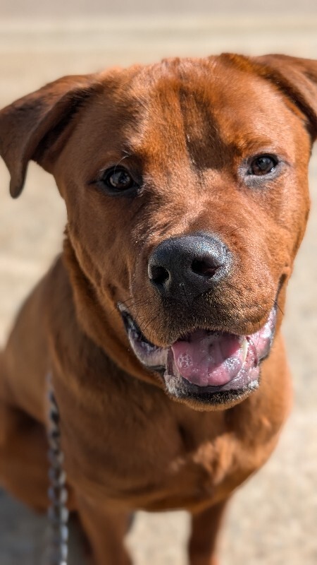 View Magic Dan the Dog Photo #15