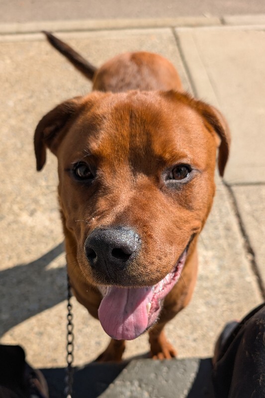 View Magic Dan the Dog Photo #10