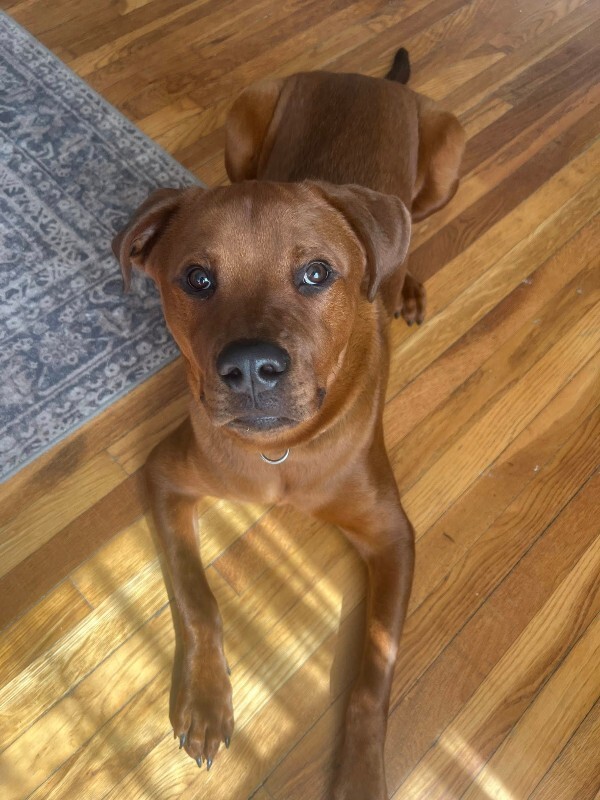 View Magic Dan the Dog Photo #2