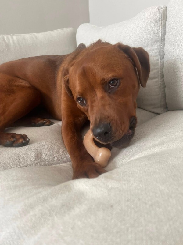 View Magic Dan the Dog Photo #3