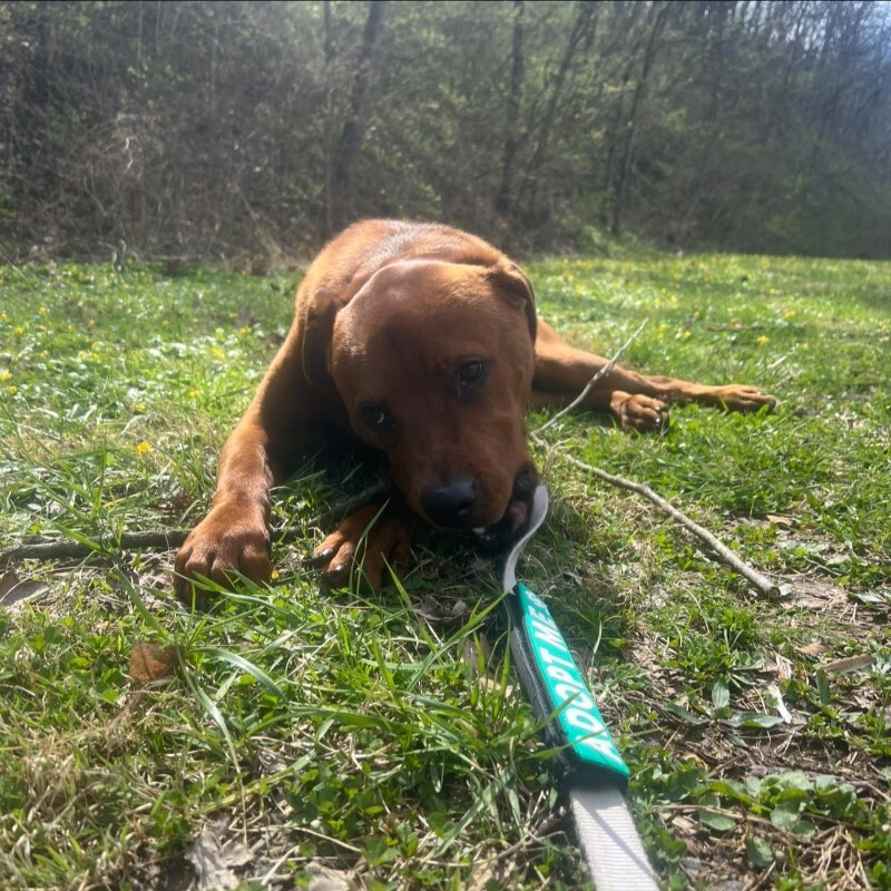 View Magic Dan the Dog Photo #14