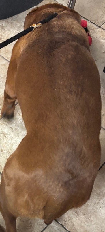 View Magic Dan the Dog Photo #4