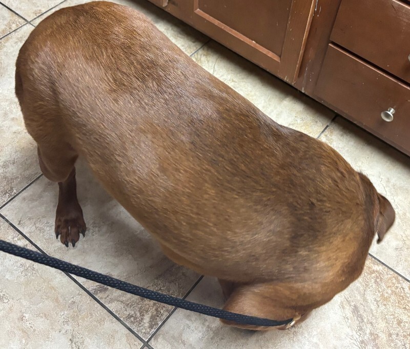 View Magic Dan the Dog Photo #2