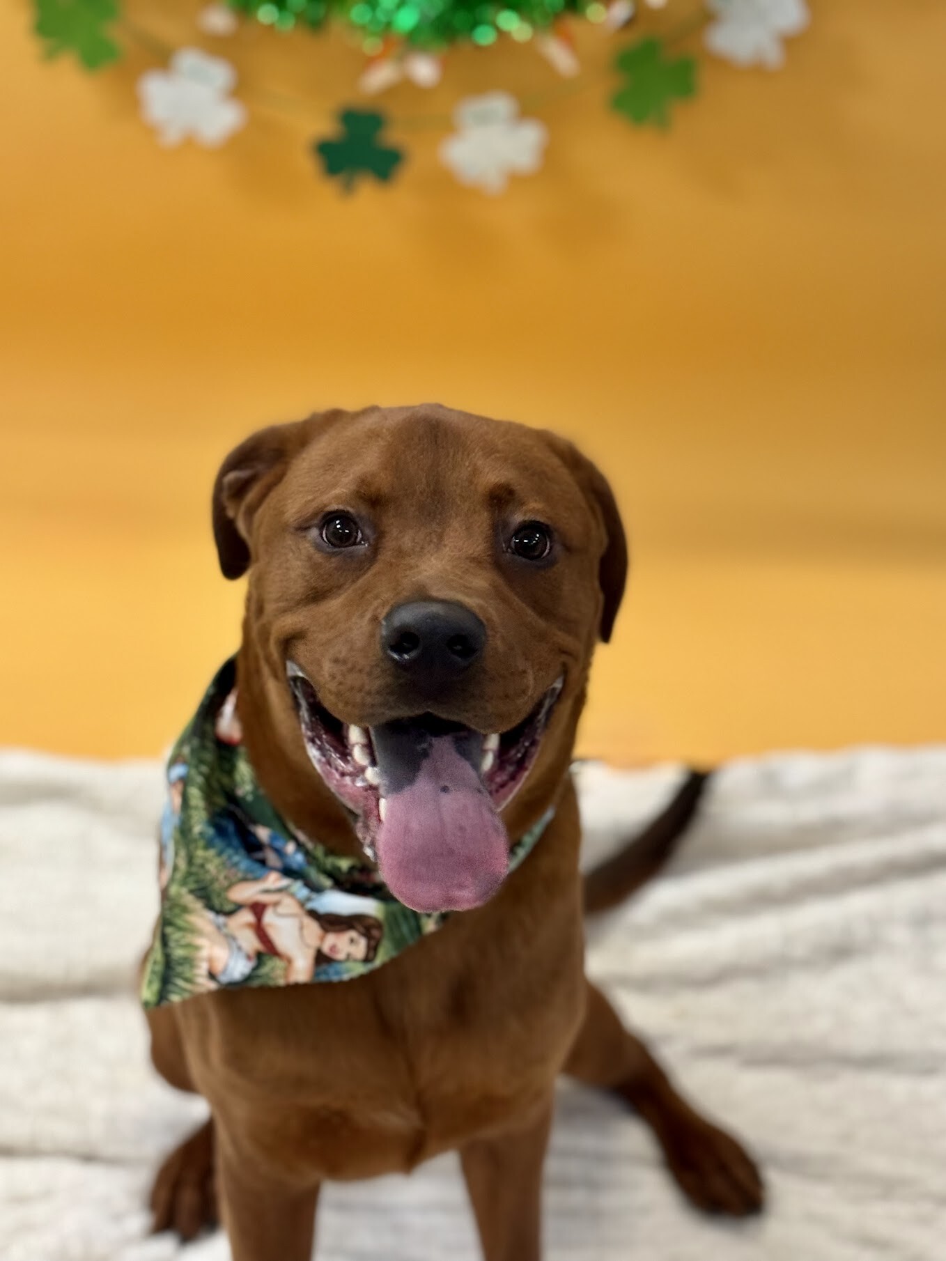 View Magic Dan the Dog Photo #9