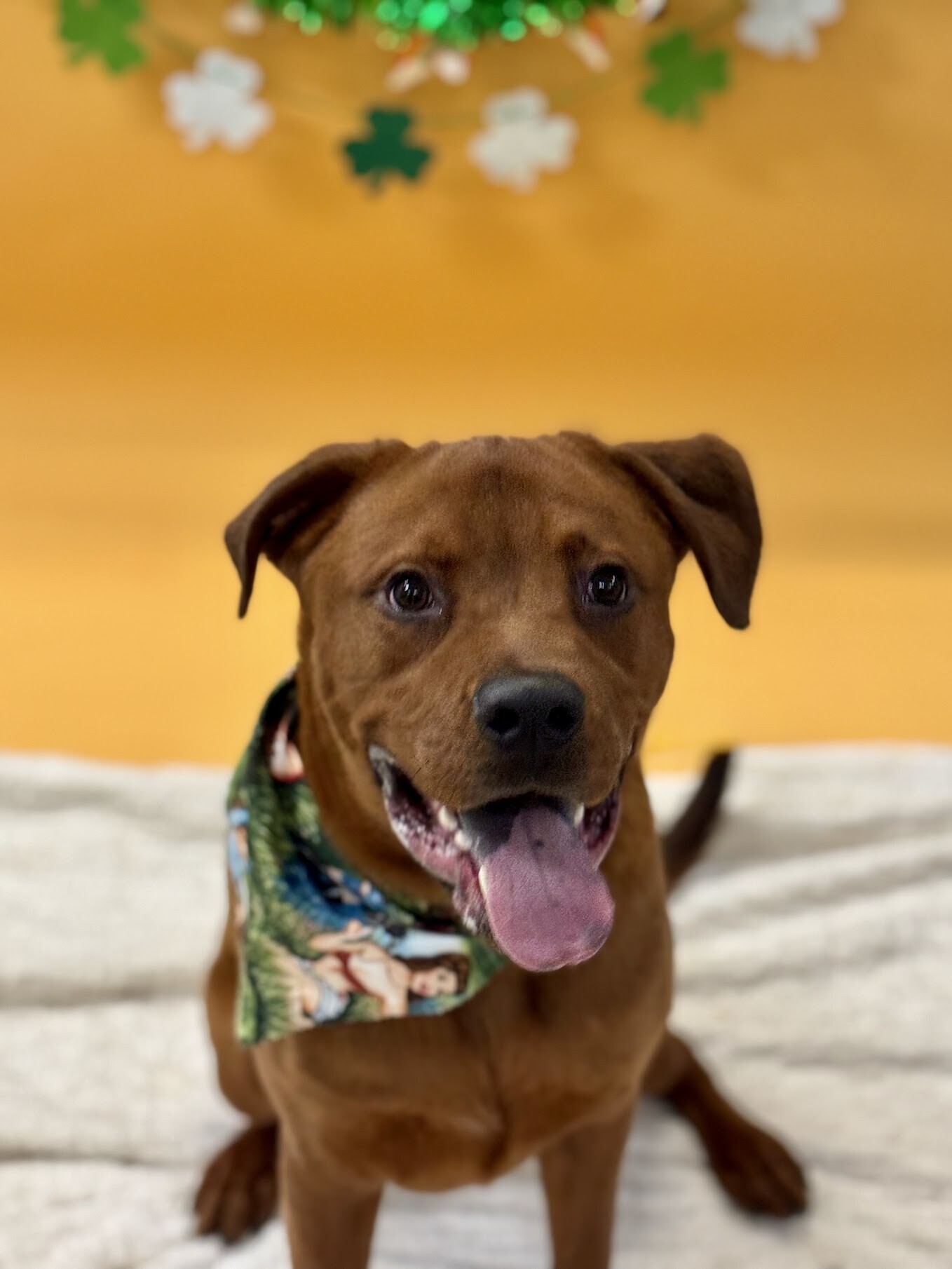 View Magic Dan the Dog Photo #16