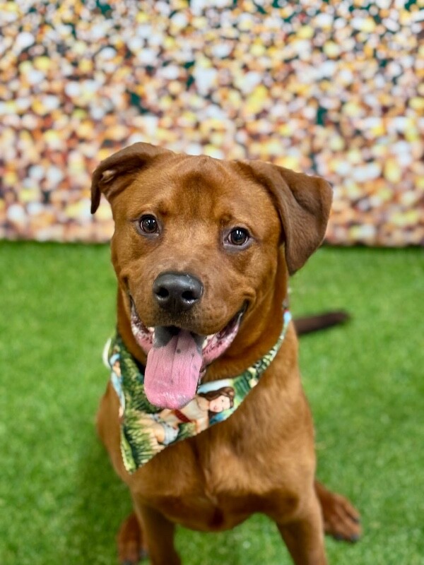 View Magic Dan the Dog Photo #8