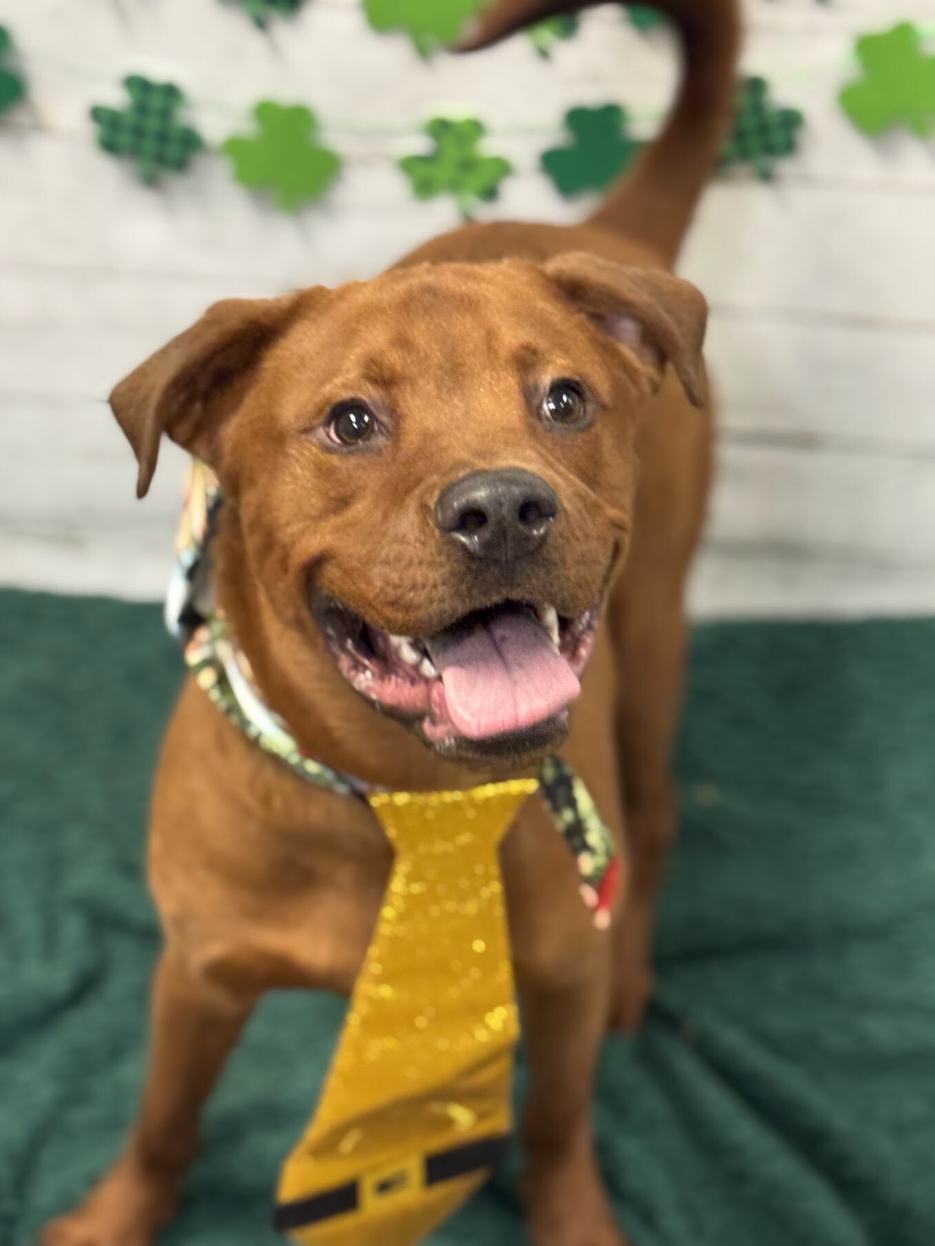 View Magic Dan the Dog Photo #7