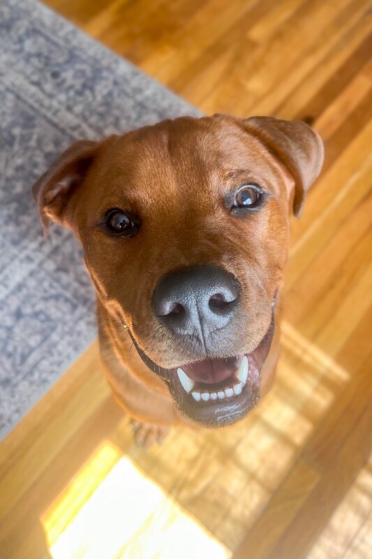 View Magic Dan the Dog Photo #17