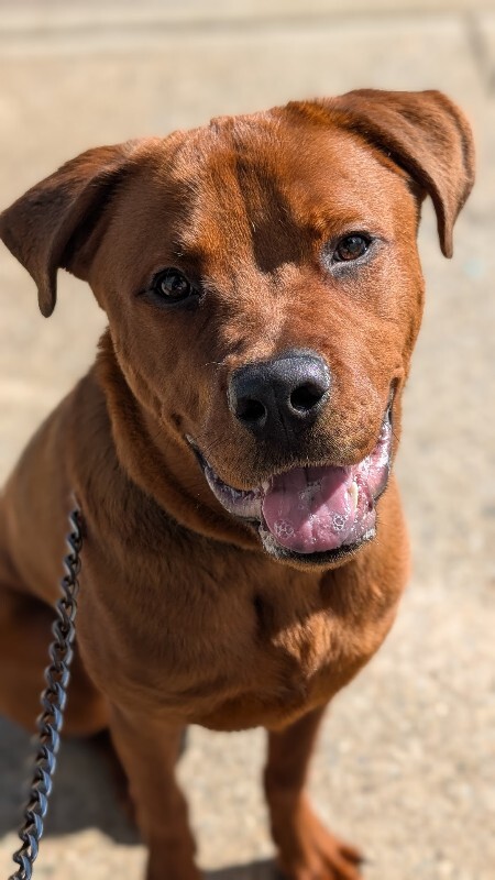 View Magic Dan the Dog Photo #5