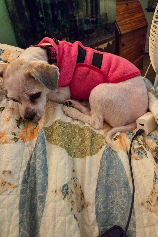 View Joy (actual) the Dog Photo #2