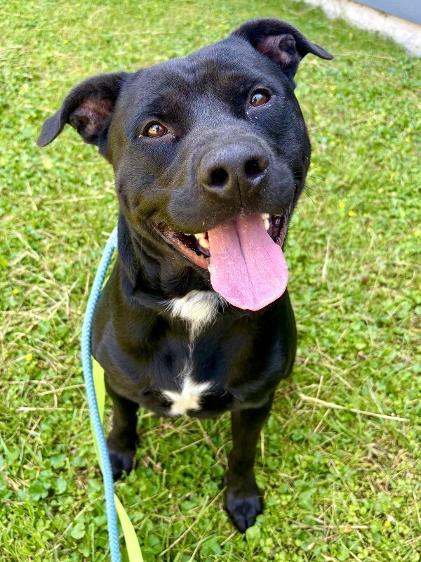 Learn More About Chase Chase - Dog