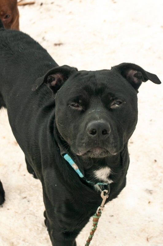 View Chase the Dog Photo #6