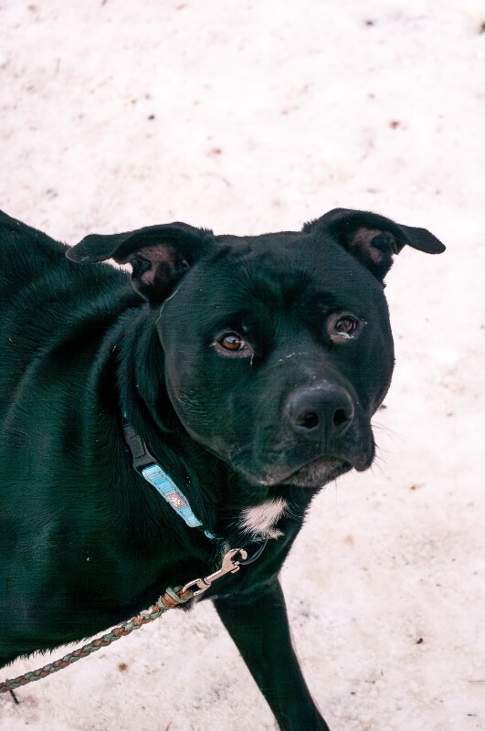 View Chase the Dog Photo #5