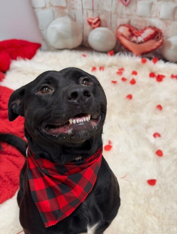 View Chase the Dog Photo #2