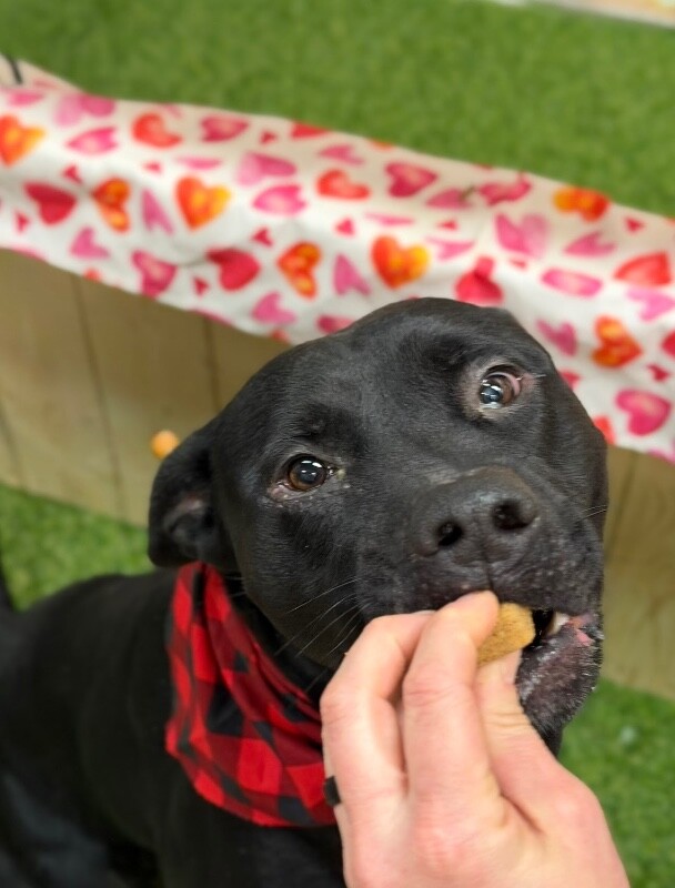 View Chase the Dog Photo #4