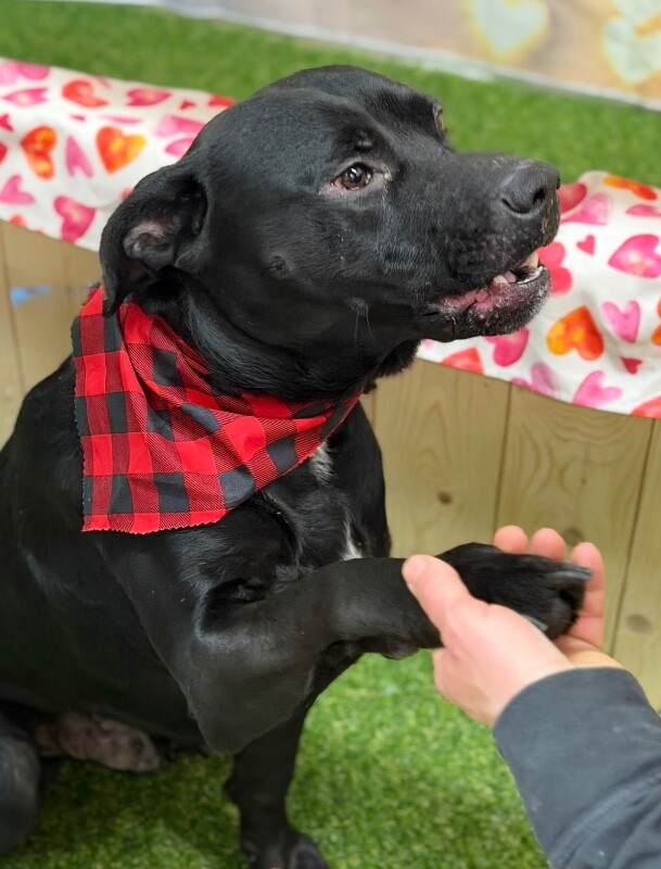 View Chase the Dog Photo #3