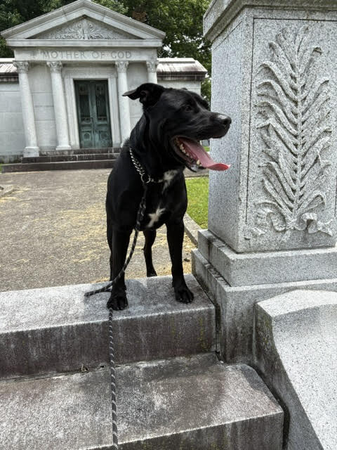 View Chase the Dog Photo #13