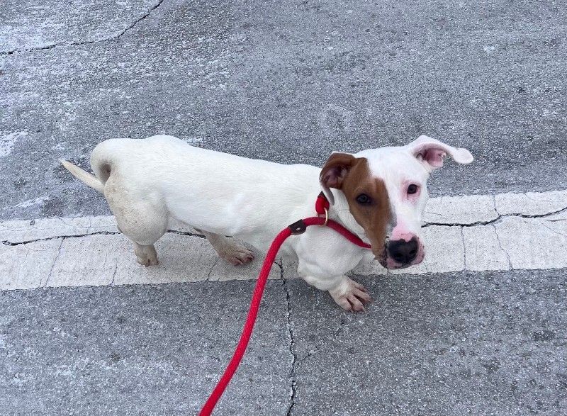 View Steve Martin the Dog Photo #4