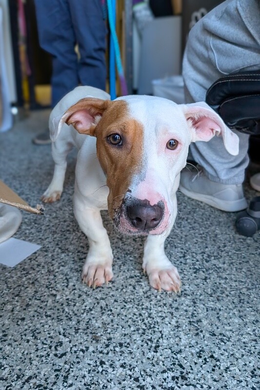 View Steve Martin the Dog Photo #3