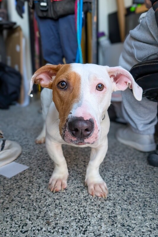 View Steve Martin the Dog Photo #2