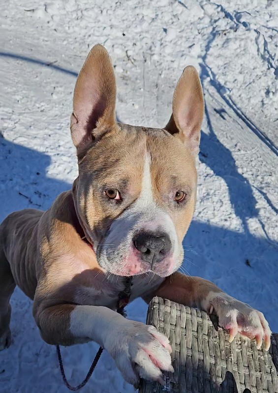 View Thunker the Dog Photo #2