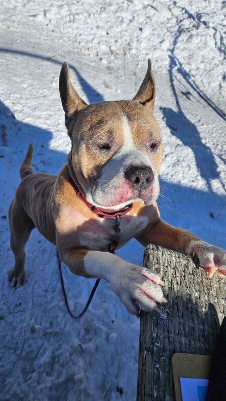 View Thunker the Dog Photo #3