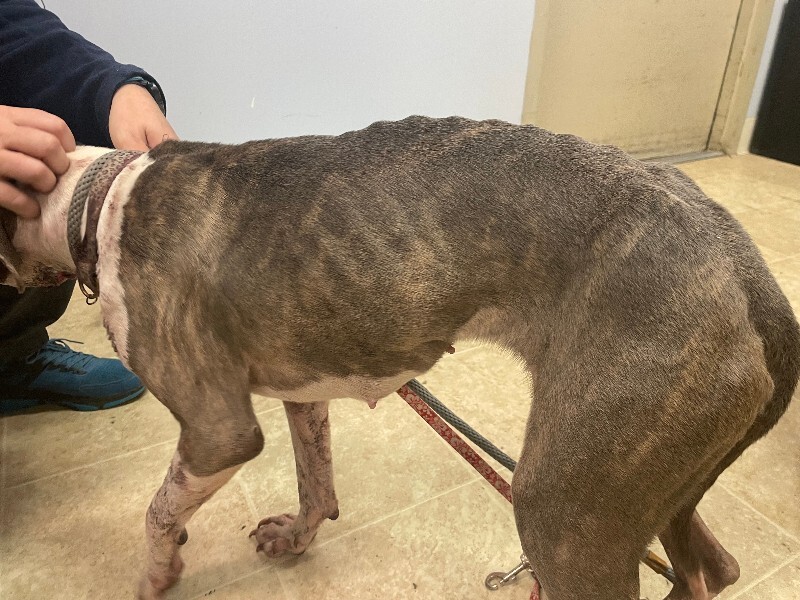 View Magnolia the Dog Photo #3