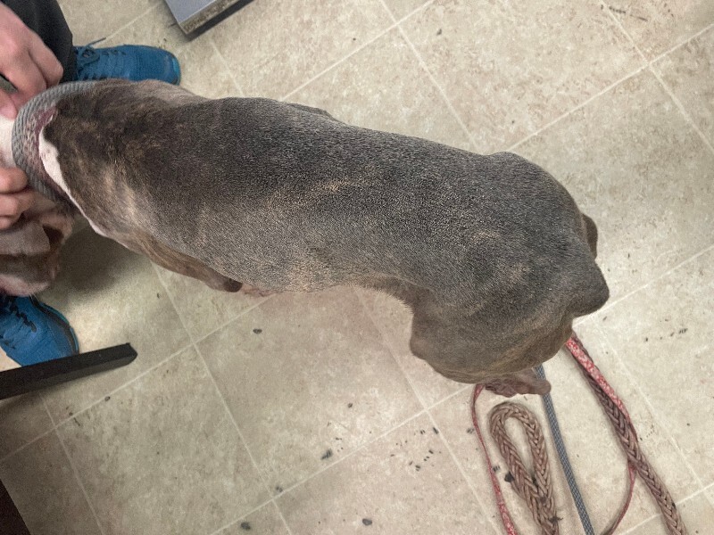 View Magnolia the Dog Photo #2