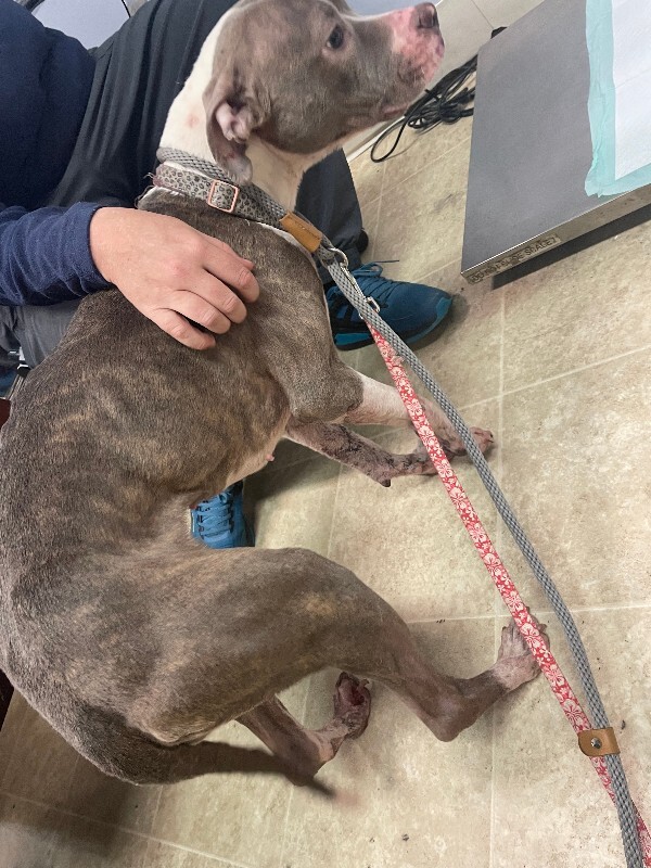 View Magnolia the Dog Photo #4