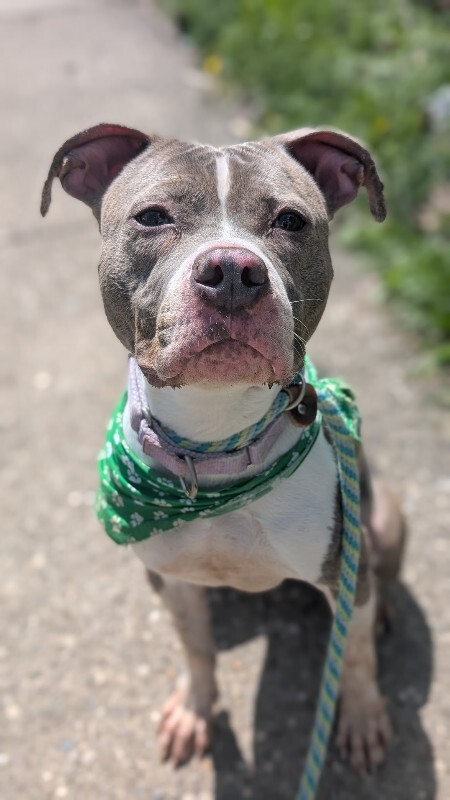 View Magnolia the Dog Photo #4