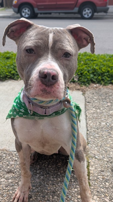 View Magnolia the Dog Photo #5