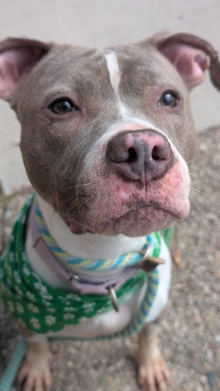 View Magnolia the Dog Photo #3