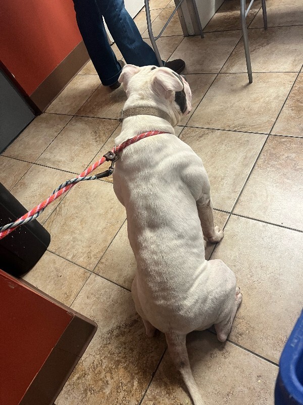 View Rodeo the Dog Photo #6