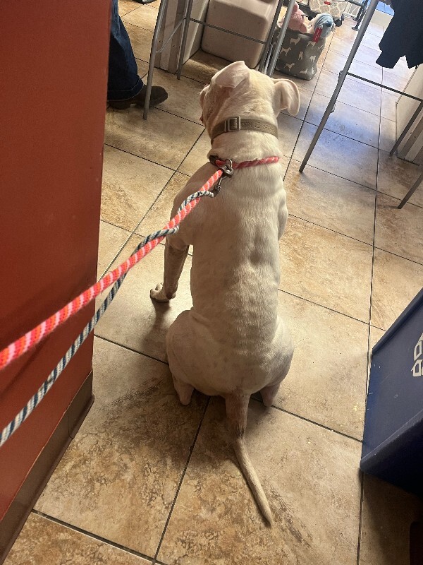 View Rodeo the Dog Photo #5