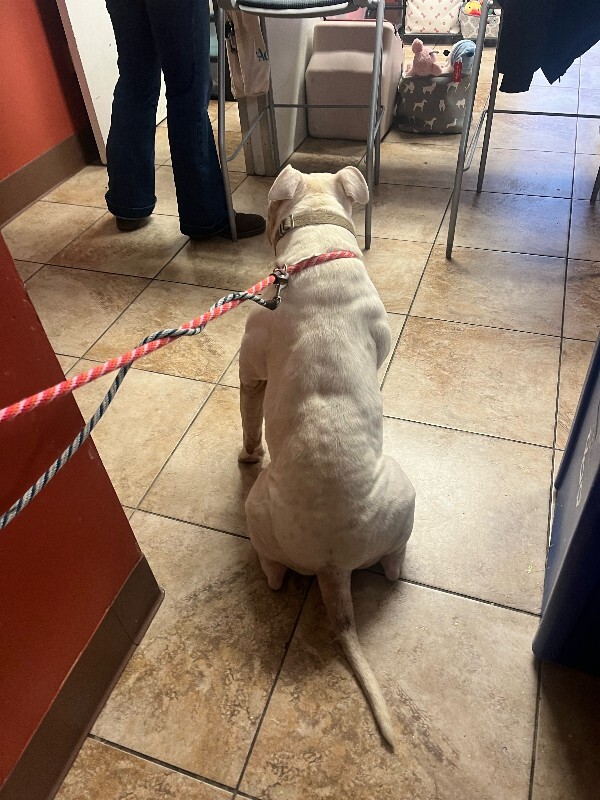 View Rodeo the Dog Photo #2