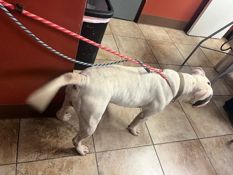 View Rodeo the Dog Photo #4