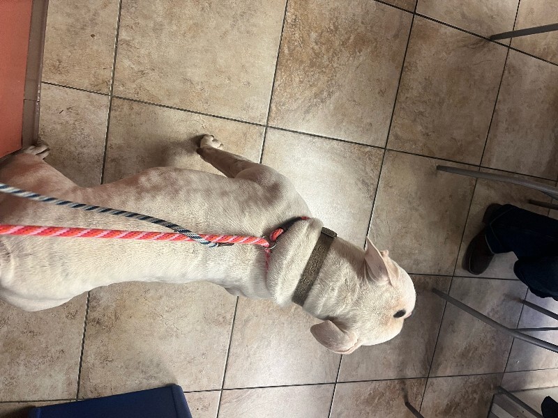 View Rodeo the Dog Photo #3